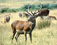 Red Deer