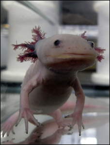 Axolotl Salamander
