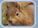 Red Squirrel