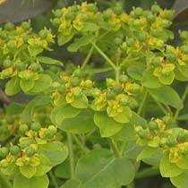 Euphorbia oblongata