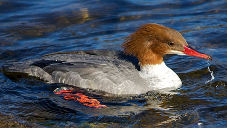 A female goosander in Snowdonia by Jeanette Cohen.