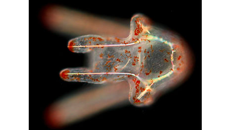 Larva de bolacha-do-mar (Foto: Bruno Vellutini/Centro de Biologia Marinha da USP/Cortesia Nikon Small World)
