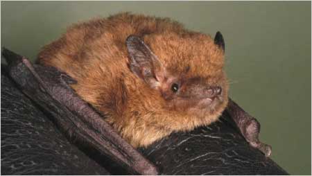 Soprano Pipistrelle c/o Bat Conservation Trust and JJ Kaczanow