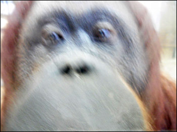 Foto tirada pela orangotango Nonja postada no Facebook (cortesia Zoo de Viena)