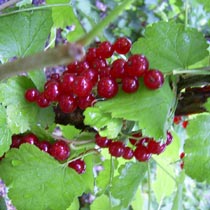 Redcurrant
