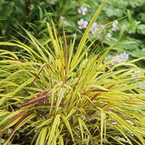 Hakonechloa macra 'Aureola'