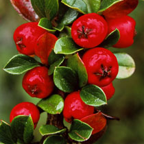 Cotoneaster horixontalis