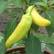 Chilli 'Hungarian Hot Wax'