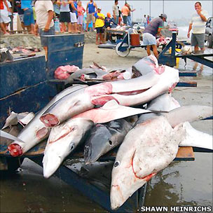 Decapitated sharks