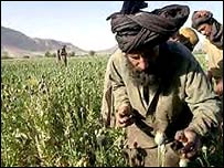 Afghánské makové pole