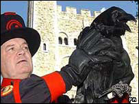 伦敦塔大乌鸦养育师