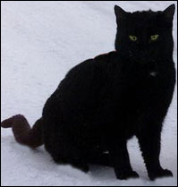 A cat in the snow