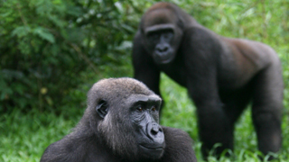 Gorillas