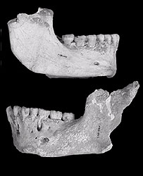 Osso da mandíbula de Homem de Neanderthal