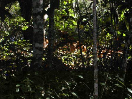 the stem I thought was a jaguar in the forest