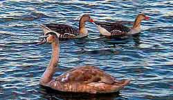 Tyrone - The Black Lough, near Dungannon
