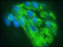 Células do coração