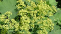 alchemilla_mollis