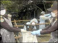 Aves estão sendo sacrificadas em massa para conter transmissão da doença para humanos