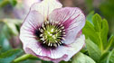 hellebore