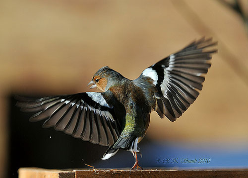 dancing chaffinch by bob smith