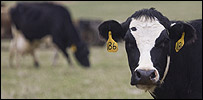 cow2_203100.jpg