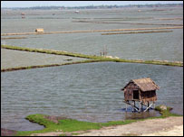 A criação de camarão é feita normlamente nos trópicos