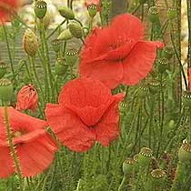 Papaver rhoeas 'Shirley'