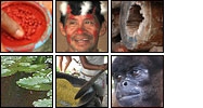 Mosaic of flickR images of the Amazon