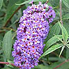 Buddleja davidii