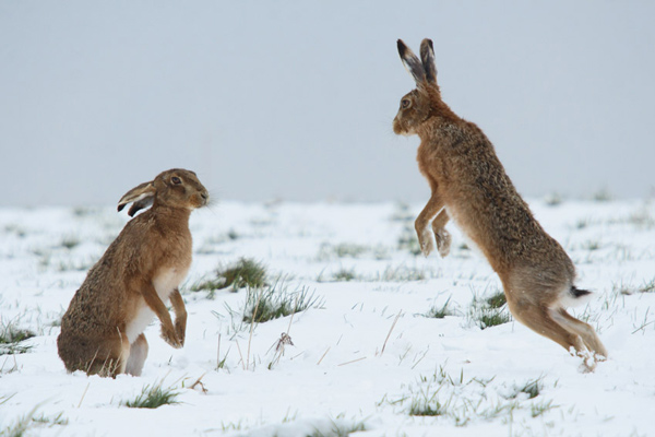 Winter Hares