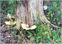 Tree Stump