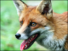 A fox