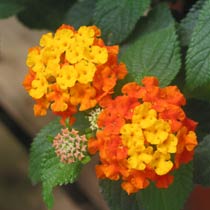 Lantana camara