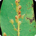 Scale insects