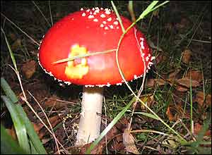 محمدعلی دسترس