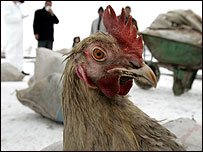 Imazh nga operacioni i eliminimit të pulave në Turqinë lindore