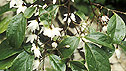 Styrax Japonica