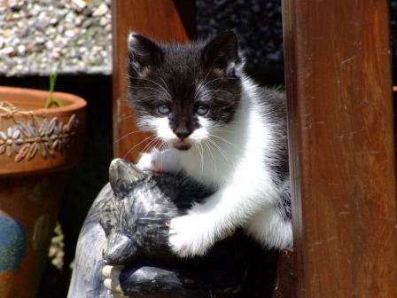 one of the new kittens playing in the plant pots