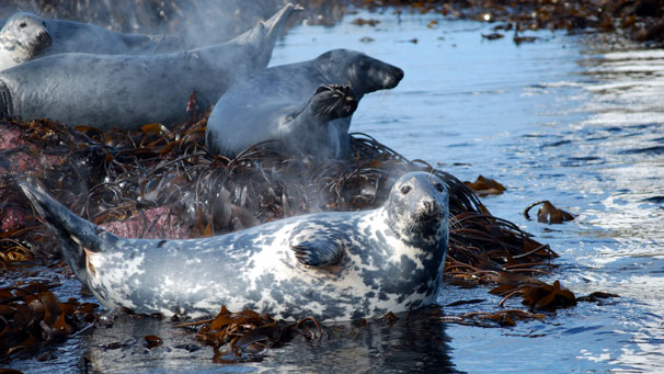 John Shearer kicks off this gallery with a lovely photo of seals sunbathing on the Bell Rock, Arbroath.