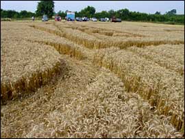 The intricate pattern from the ground