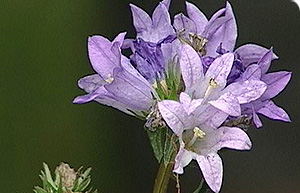 Campanula