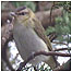 Red eyed Vireo