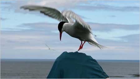 Tern c/o Elizabeth Bigg