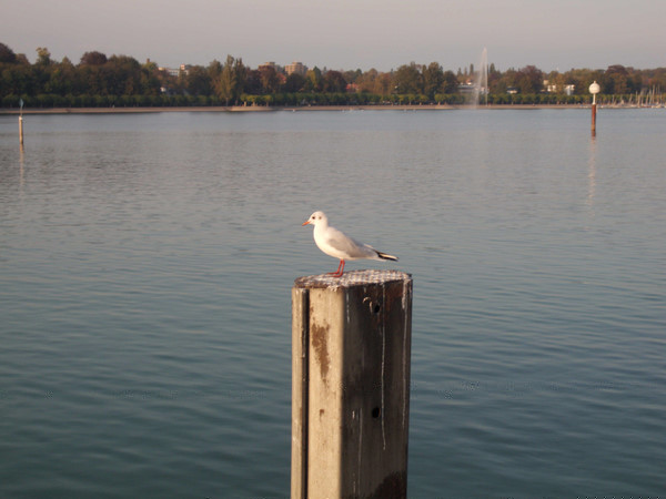 I sometimes wish I could be a bird..maybe one flying over Bodensee?