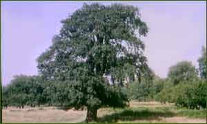 Picture of Oak Tree