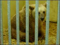 Ursa no zoológico de Haifa