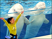 शीशे की मज़बूती का एक नमूना