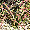 Phormium 'Dazzler'