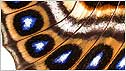 Butterfly wing c/o BBC Science Photo Library